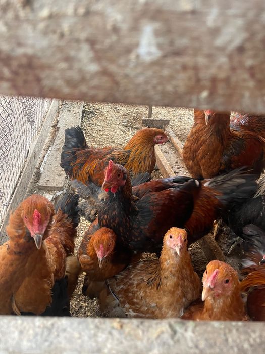 Петух. Балапан атештер сатылады