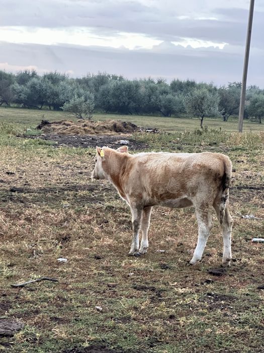 Бұзау сатылады ұрғашы, 6 ай шамамен