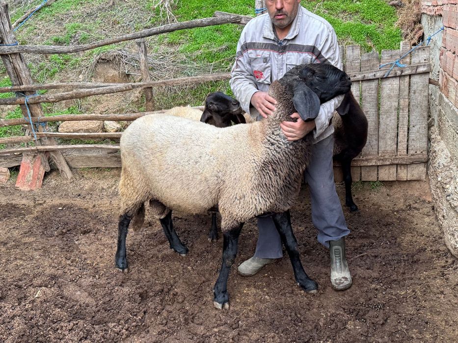 Овен плевенски черноглав