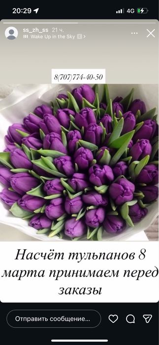 Тюлпаны тюлпаны