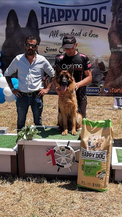 Немски овчарки с родословие.