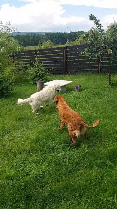 Pensiune Canina ,Pisicuțe și orice animalul de companie "HOME"