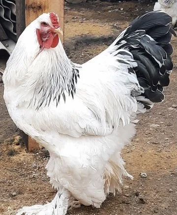 Ассаламуаликумм қораздар бар