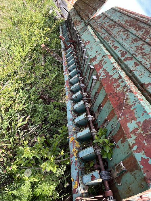 Semanatoare paioase sup 29