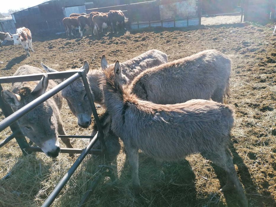 Есек сатылады екеу