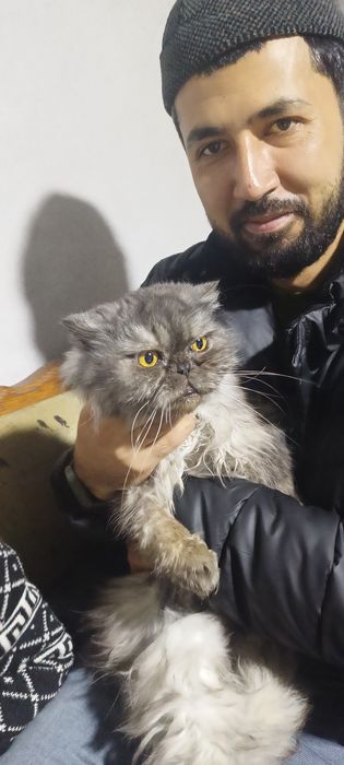 Шотландский кошка