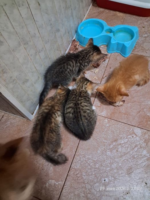 Отдодим котят в хорошие руки
