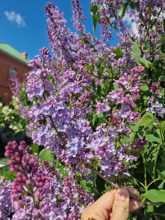 сирень белая, фиолетовая