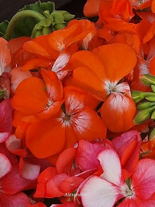 Пеларгония срезом