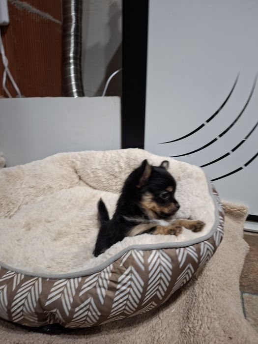 Чихуа на два месеца