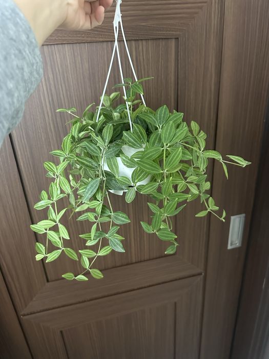 Пеперомия ангулата