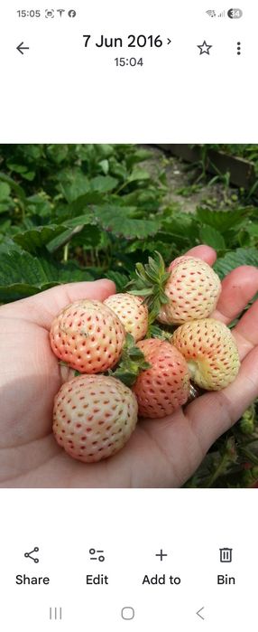 Stoloni capsuni Pineberry