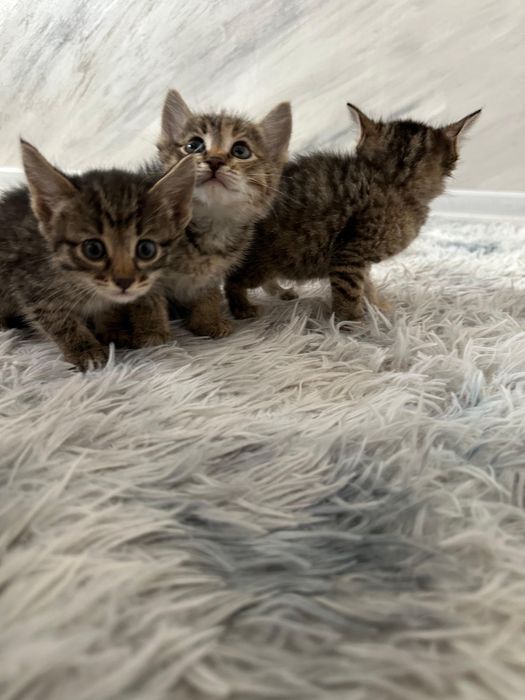 Маленких котят бесплатно