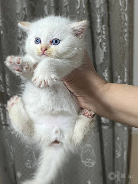 Породистые кошки