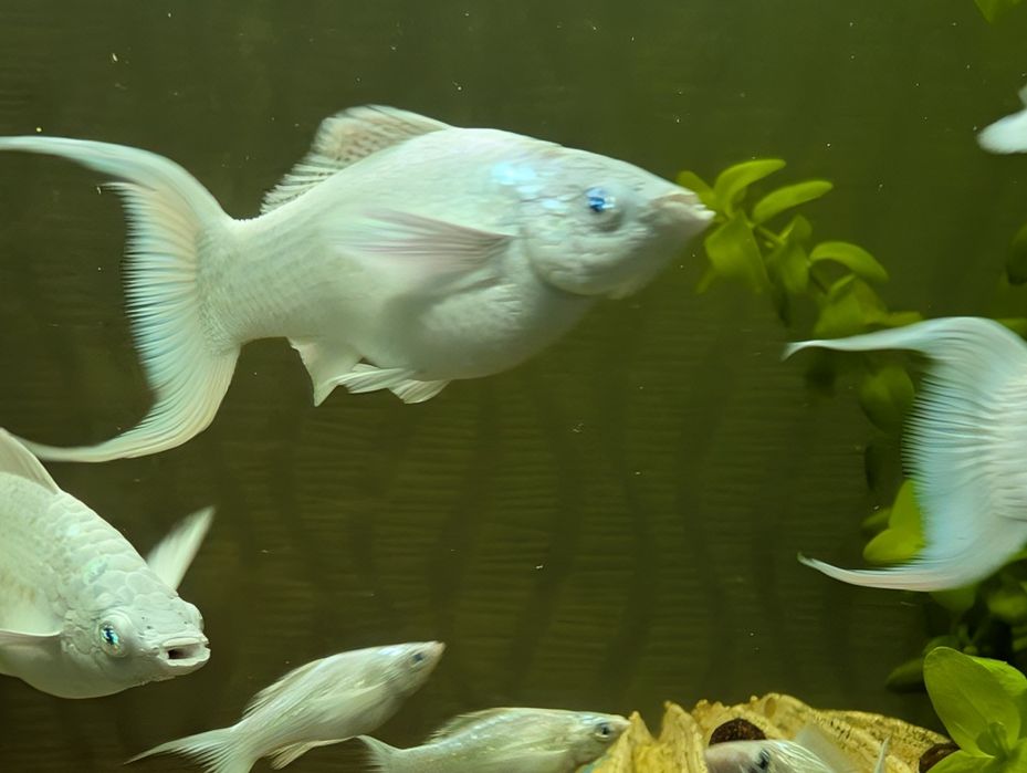 Моллинезия велифера платина