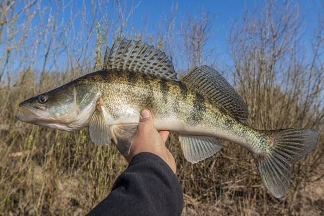Salau viu pentru populare pescuit sportiv