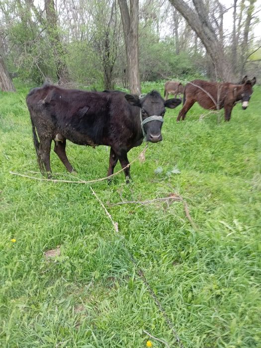 Продаются ослы и корова