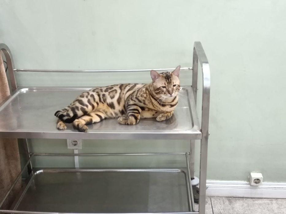 Бенгальский  продам