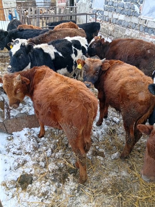 Продам бычок телка