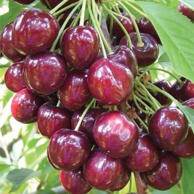 Gilos kuchatlari bor xar xil navlardan ertpishar kechpishar