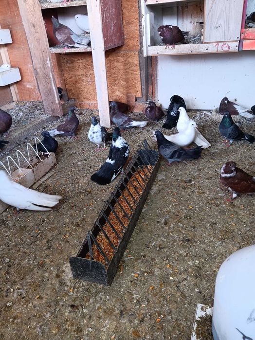 Vand porumbei ciungi de ploiesti.