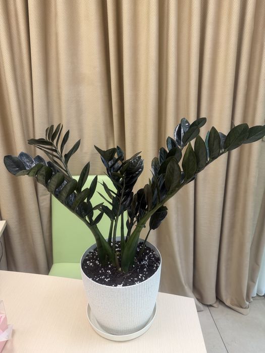 Денежное дерево на удачу