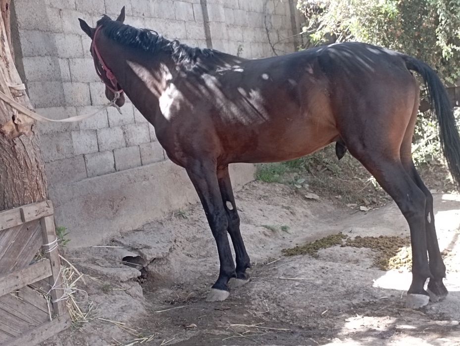 Осы кунан сатылады