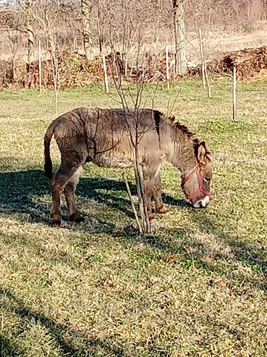 Vând măgar tânăr