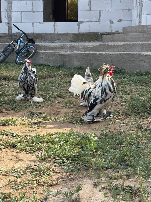 Японский куры,бентамки