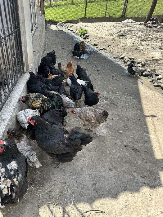 Gaini si cocosi de vanzare