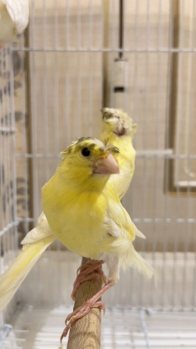 Канарейка овсяночный напев Канарейка трайник сайроли кушла