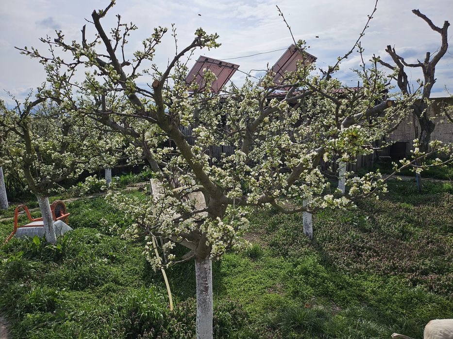 Ferma de vanzare sau la schimb cu teren arabil, imobiliare