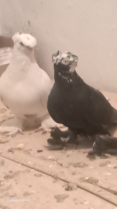 Продаётся голуби сочи продаётся игровые