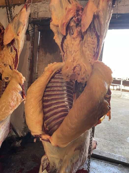 Семіз Байтал сатылады