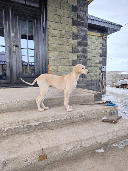 Тазы 5-6айлық еркек