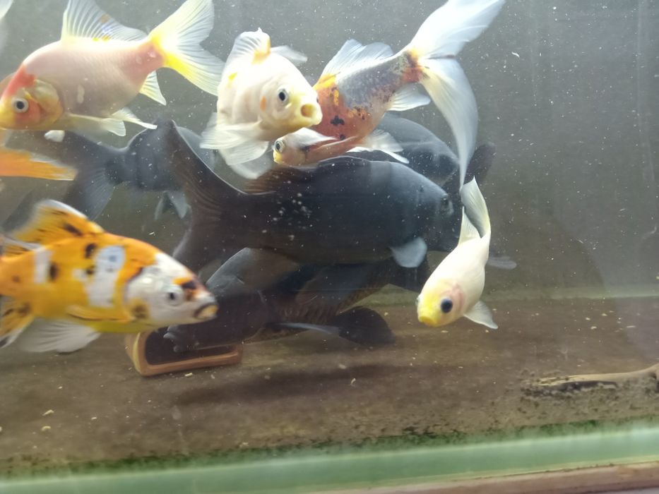 Золотые рыбы кометы черные