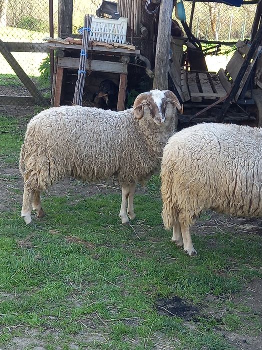 Кочове.                  .