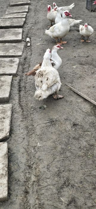 Vând rațe mute și rățoi