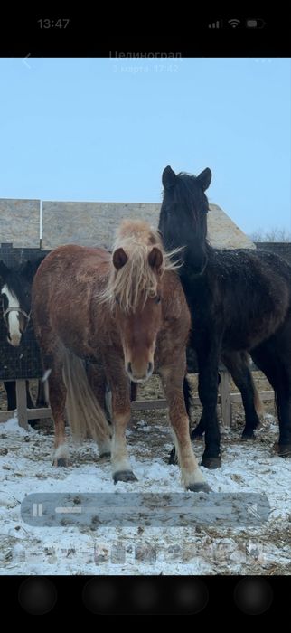 Советский тяжеловоз сатылады.