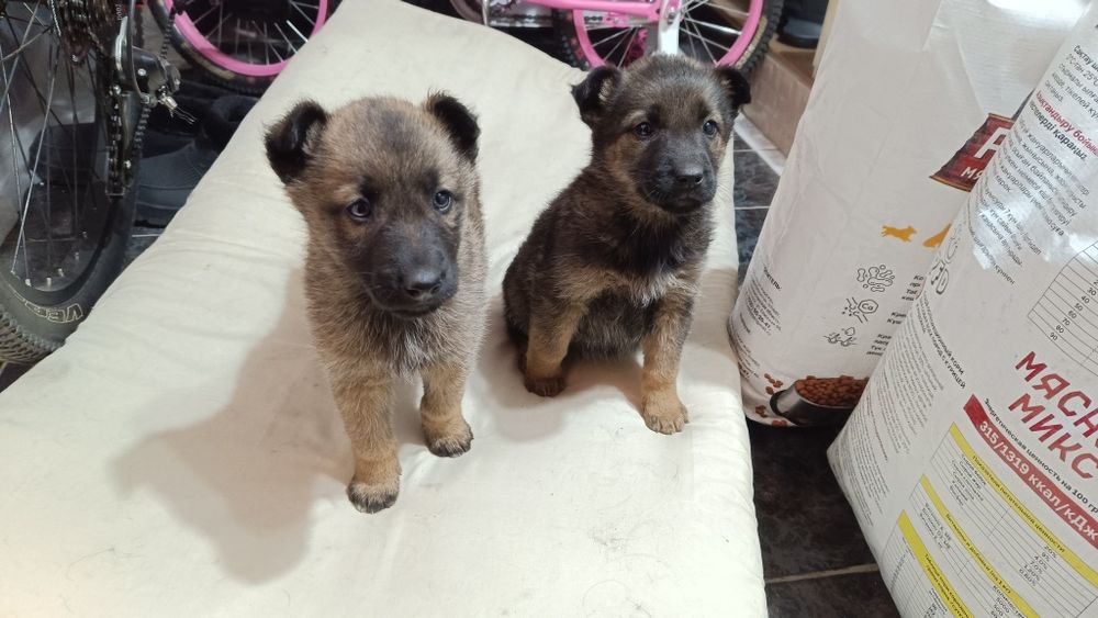 Щенки в добрые руки
