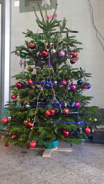 Ёлка из Дании настоящий