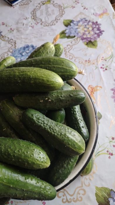 Продам домашние огурцы