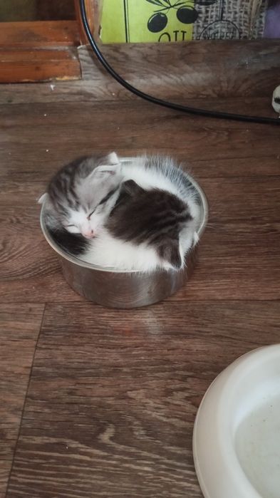 Отдам в добрые руки котят
