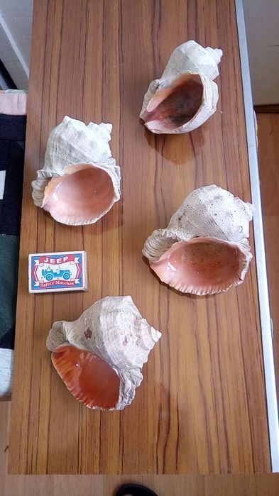 Морские ракушки.