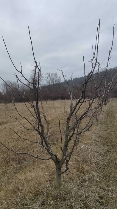 Резитба на овошки и декоративни растения