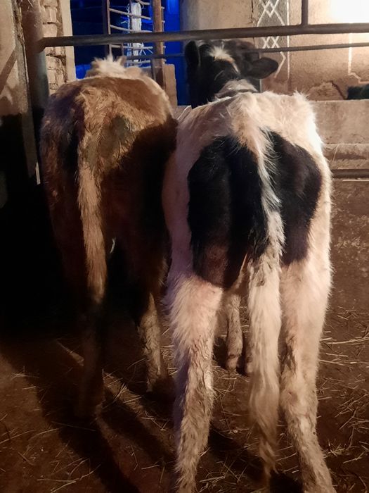 Екі урғаши тана сатылады