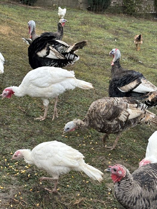 Ofer curcani si curci in spre vanzare!