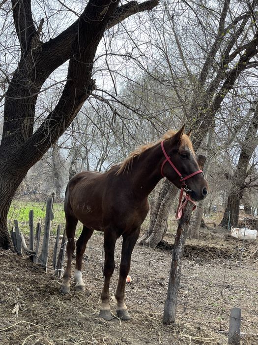 Жылқы сатылады 650мың келісімі бар