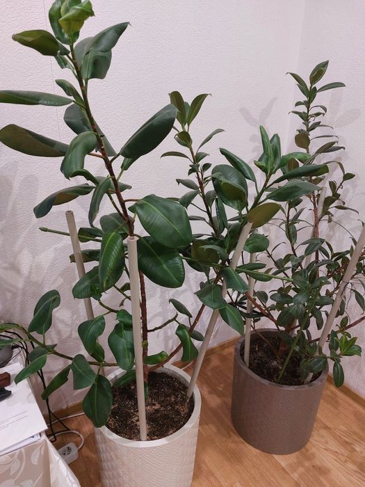 Продам фикусы 2 шт.