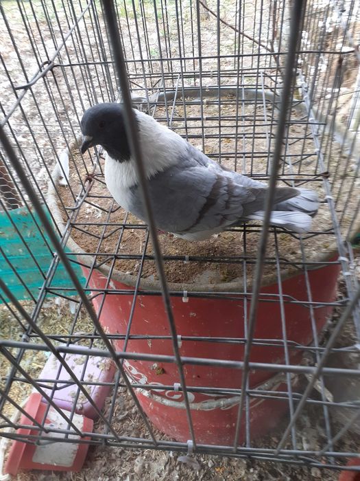 VAND Porumbei strasseri